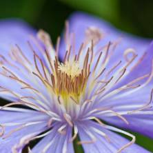 Blueten-Makro.jpg_ALT